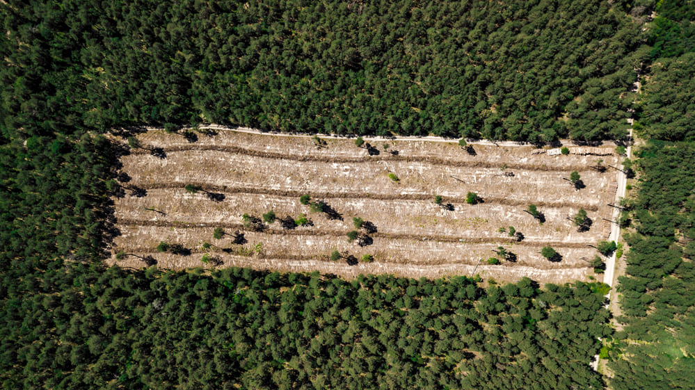 Rinnovabili • Deforestation Risk: 34% of Global Corporations Have No Commitments